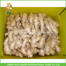 Prix ​​bas du marché pour l&#39;exportation Farmer Fresh Ginger Chinese Ginger 150g, 250g et plus